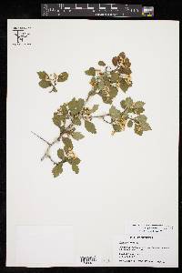 Crataegus viridis var. glabriuscula image