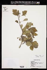 Crataegus viridis image