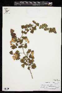 Crataegus marshallii image