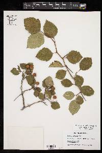 Crataegus greggiana image