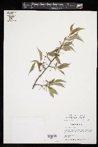 Prunus rivularis var. pubescens image