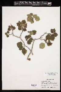 Crataegus greggiana image