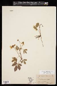 Rubus trivialis image