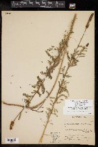 Dalea drummondiana image