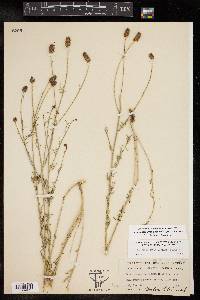 Dalea candida var. oligophylla image