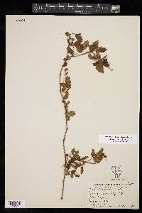 Rubus trivialis image