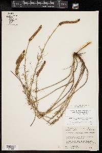 Dalea drummondiana image