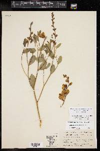 Baptisia sphaerocarpa image