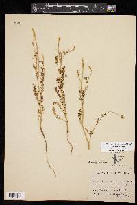 Sanguisorba annua image