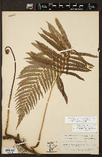 Thelypteris ovata image