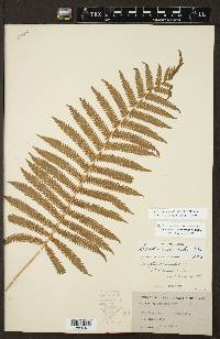 Thelypteris kunthii image