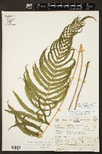 Thelypteris ovata var. lindheimeri image