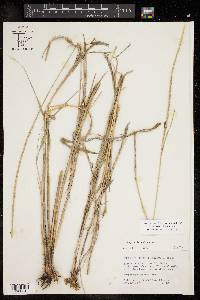 Eragrostis spicata image