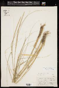 Eragrostis spicata image