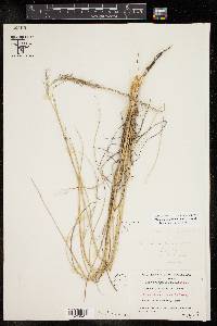 Muhlenbergia dubia image