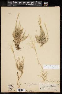 Muhlenbergia arenacea image