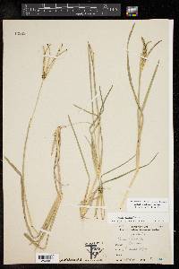 Eustachys petraea image