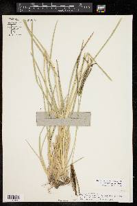 Eustachys petraea image