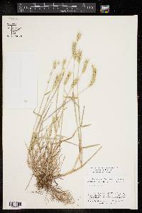 Hordeum pusillum image