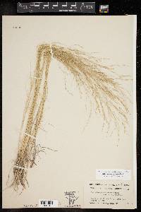 Muhlenbergia arenicola image