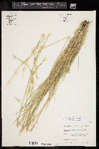 Eriochloa sericea image