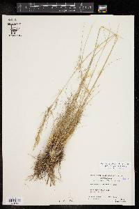 Muhlenbergia setifolia image