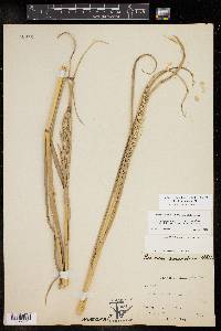 Panicum amarum image