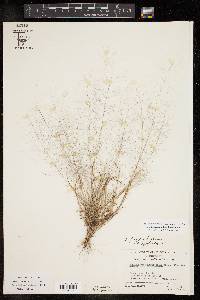 Muhlenbergia fragilis image