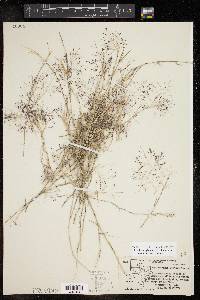 Muhlenbergia porteri image