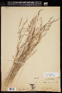 Muhlenbergia tenuifolia image