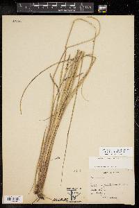Paspalum plicatulum image