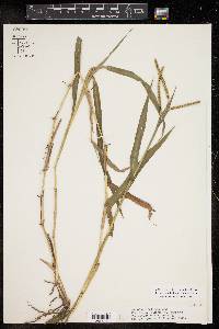 Paspalum pubiflorum image