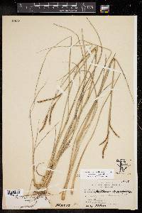 Paspalum plicatulum image