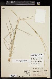 Schizachyrium scoparium var. scoparium image