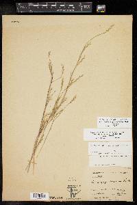 Schizachyrium scoparium var. scoparium image