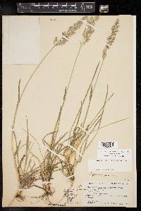 Poa arachnifera image