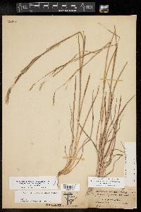 Schizachyrium scoparium var. scoparium image