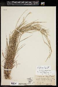 Schizachyrium sanguineum image