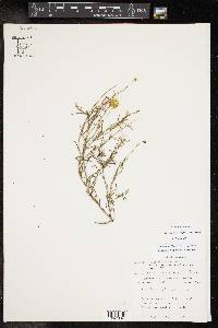 Thymophylla tenuiloba var. wrightii image