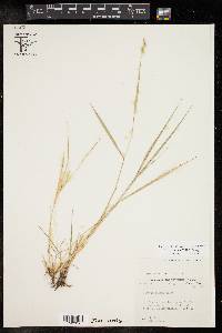 Setaria texana image