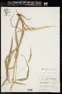 Setaria villosissima image