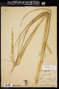 Spartina alterniflora image