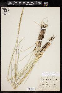 Spartina spartinae image