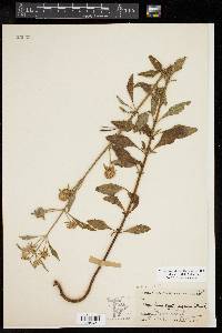 Hyptis alata image