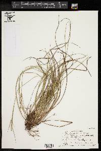 Carex tenax image