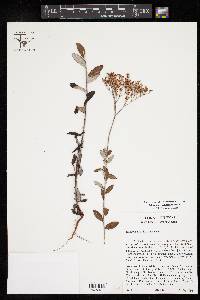 Eriogonum multiflorum image