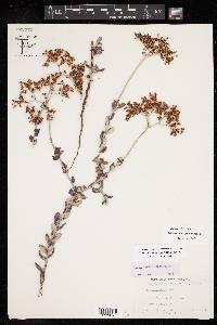 Eriogonum riograndis image