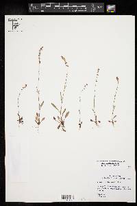 Rumex hastatulus image