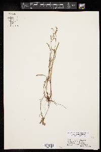 Rumex hastatulus image