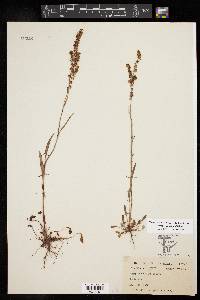 Rumex hastatulus image